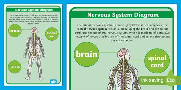 nervous system parts diagram