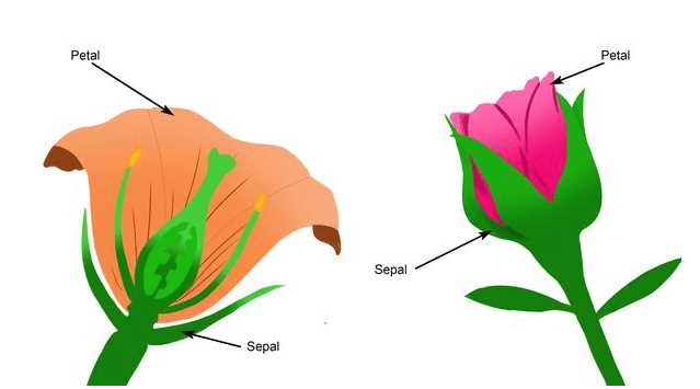 what are the parts of a flower with diagram