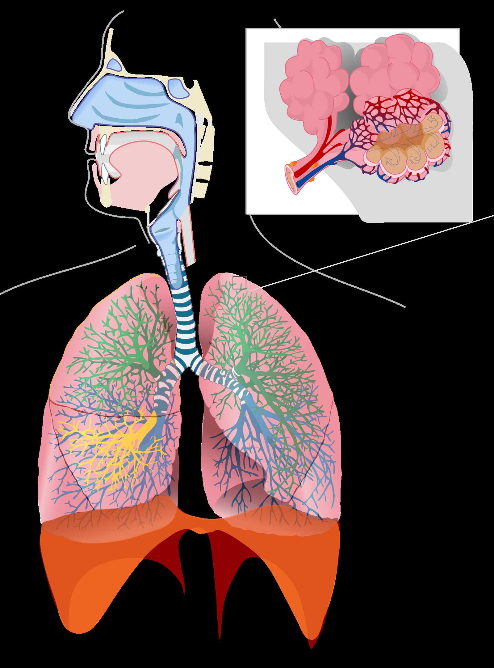 respiratory system parts diagram