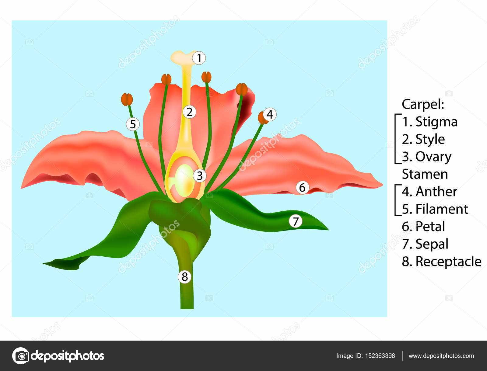 diagram flower parts