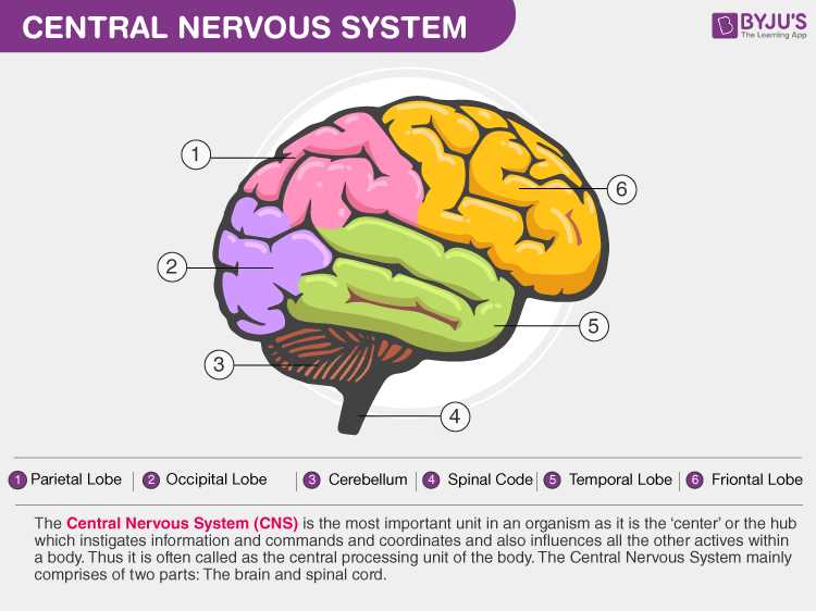 parts of the nervous system diagram