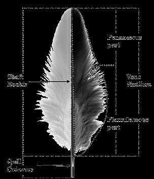 parts of a feather diagram