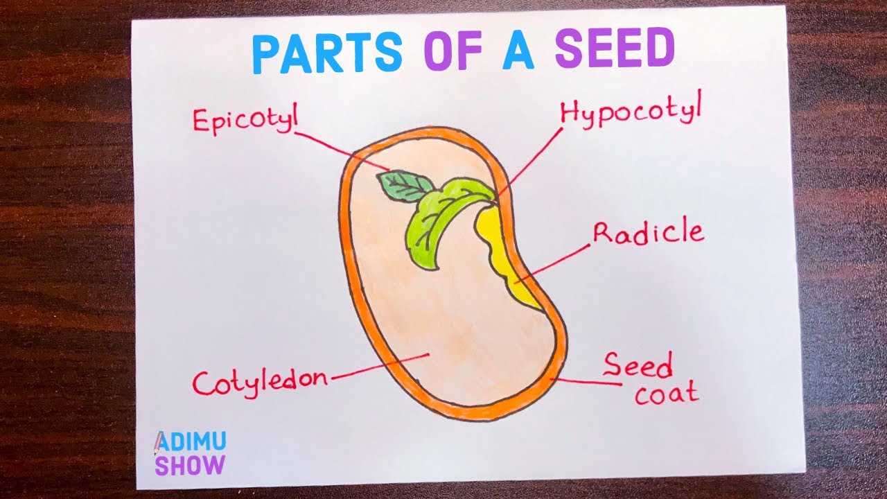 diagram parts of a seed