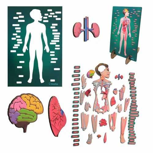 parts of body diagram