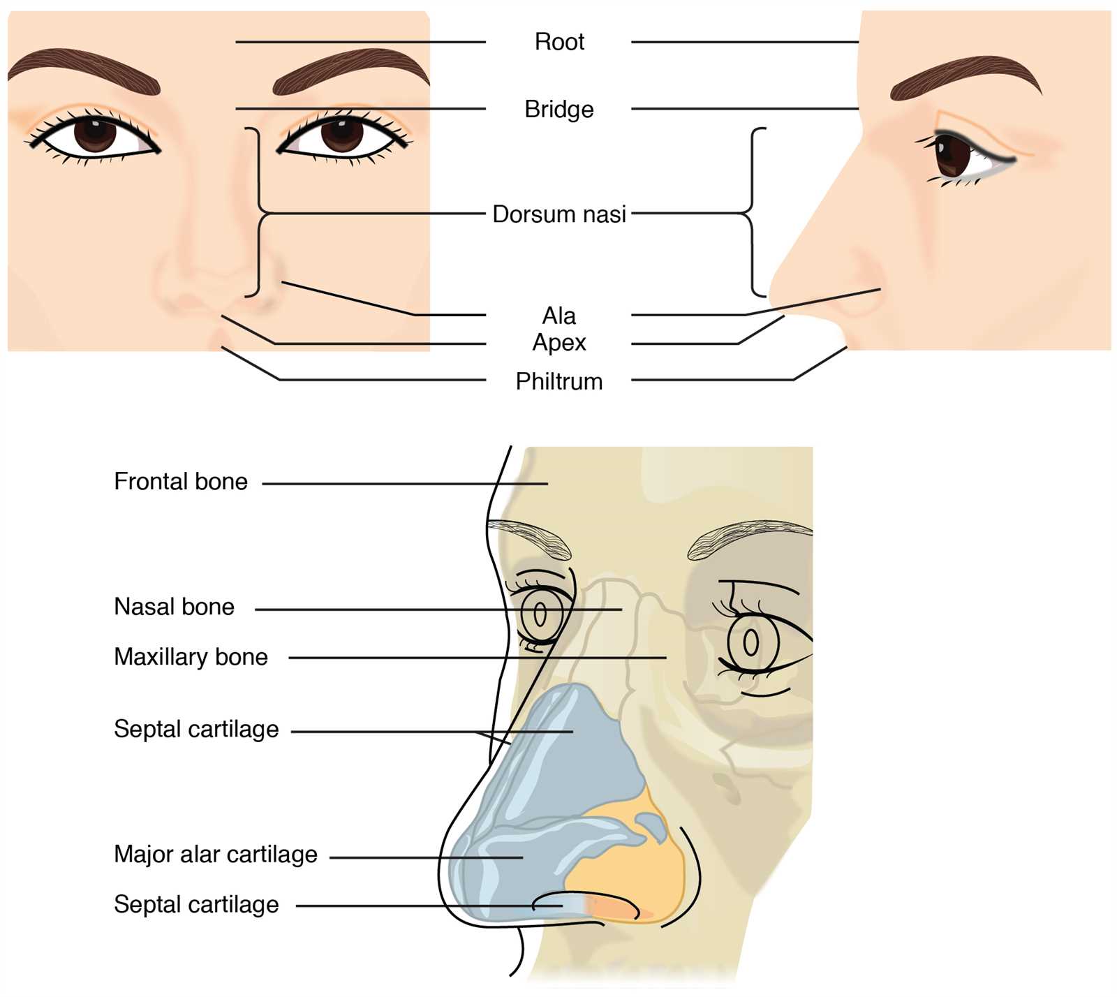 parts of human nose diagram