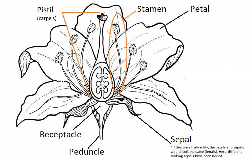 simple parts of a flower diagram