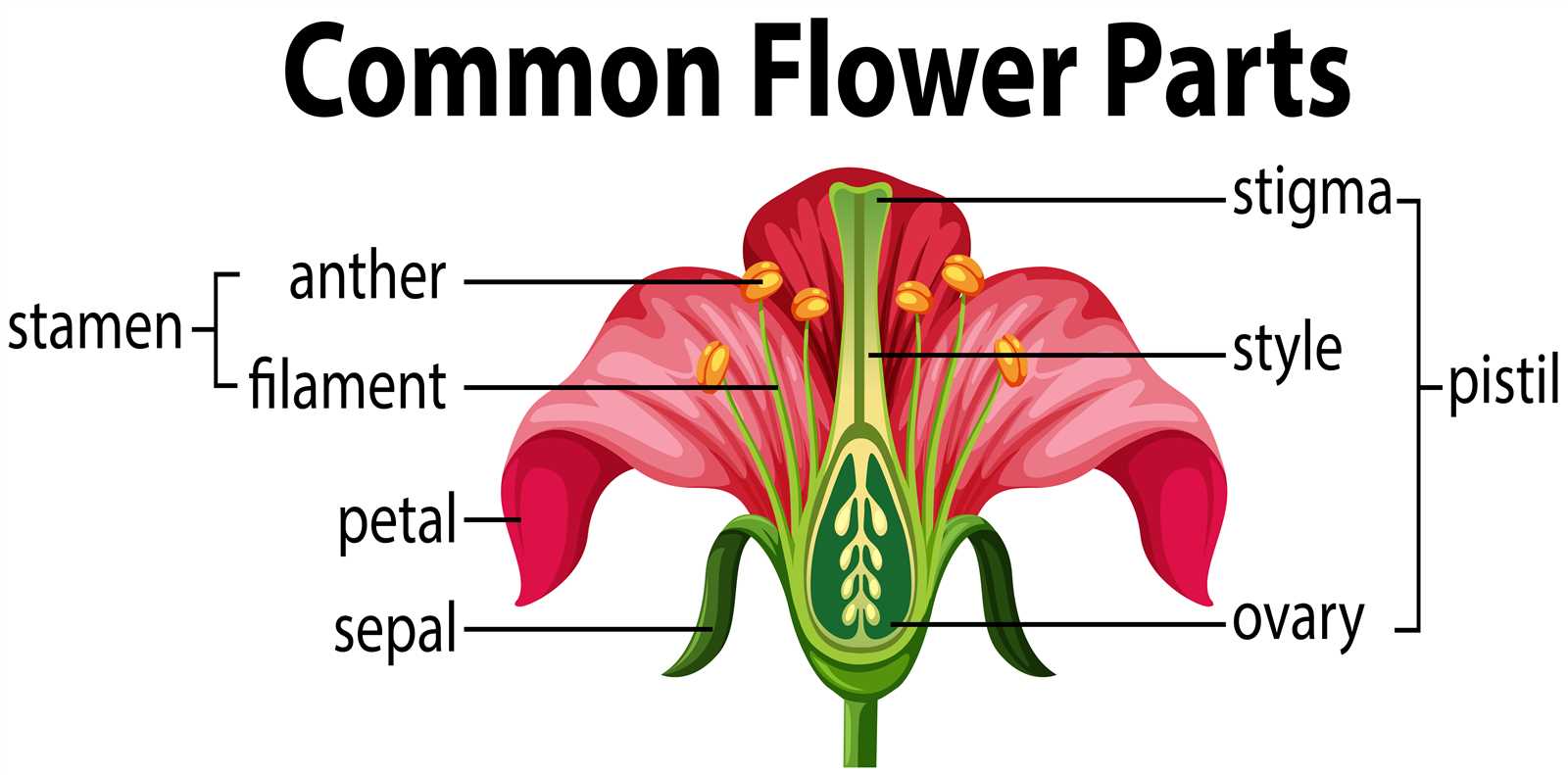 simple parts of a flower diagram