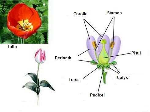 simple parts of a flower diagram