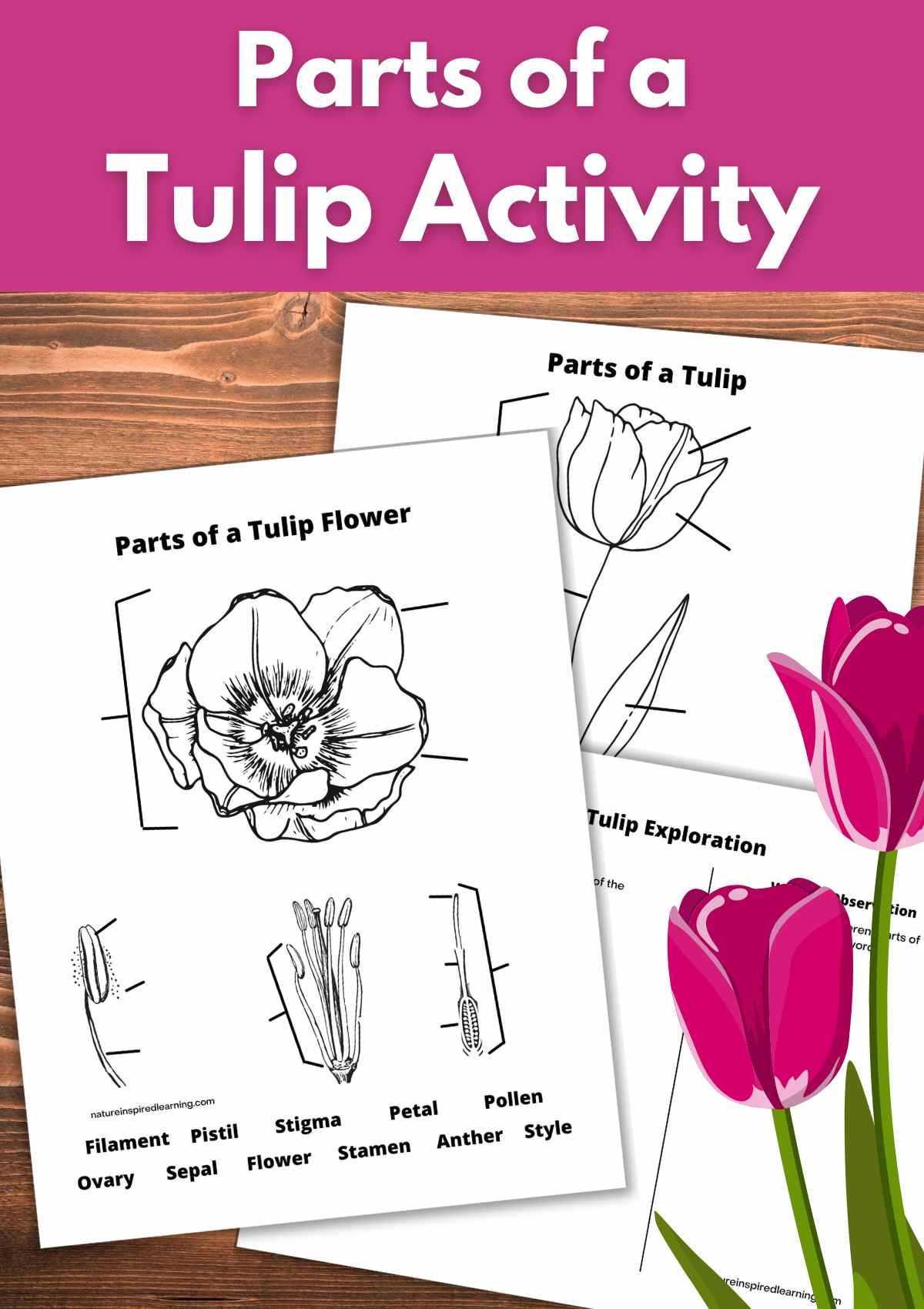 flower parts diagram worksheet