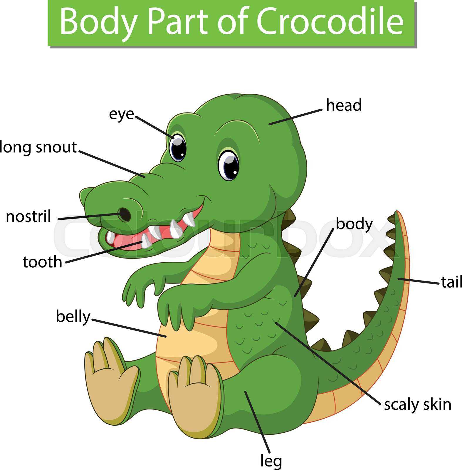 snake body parts diagram