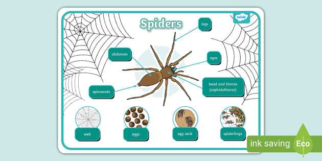 spider body parts diagram for kindergarten