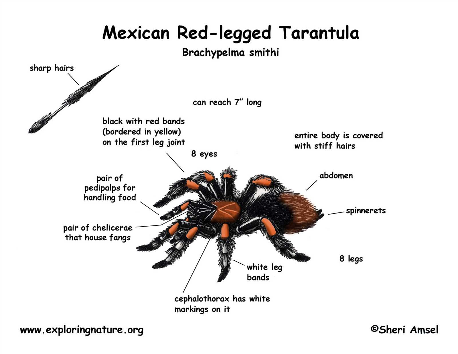 spider body parts diagram for kindergarten