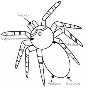 spider body parts diagram for kindergarten