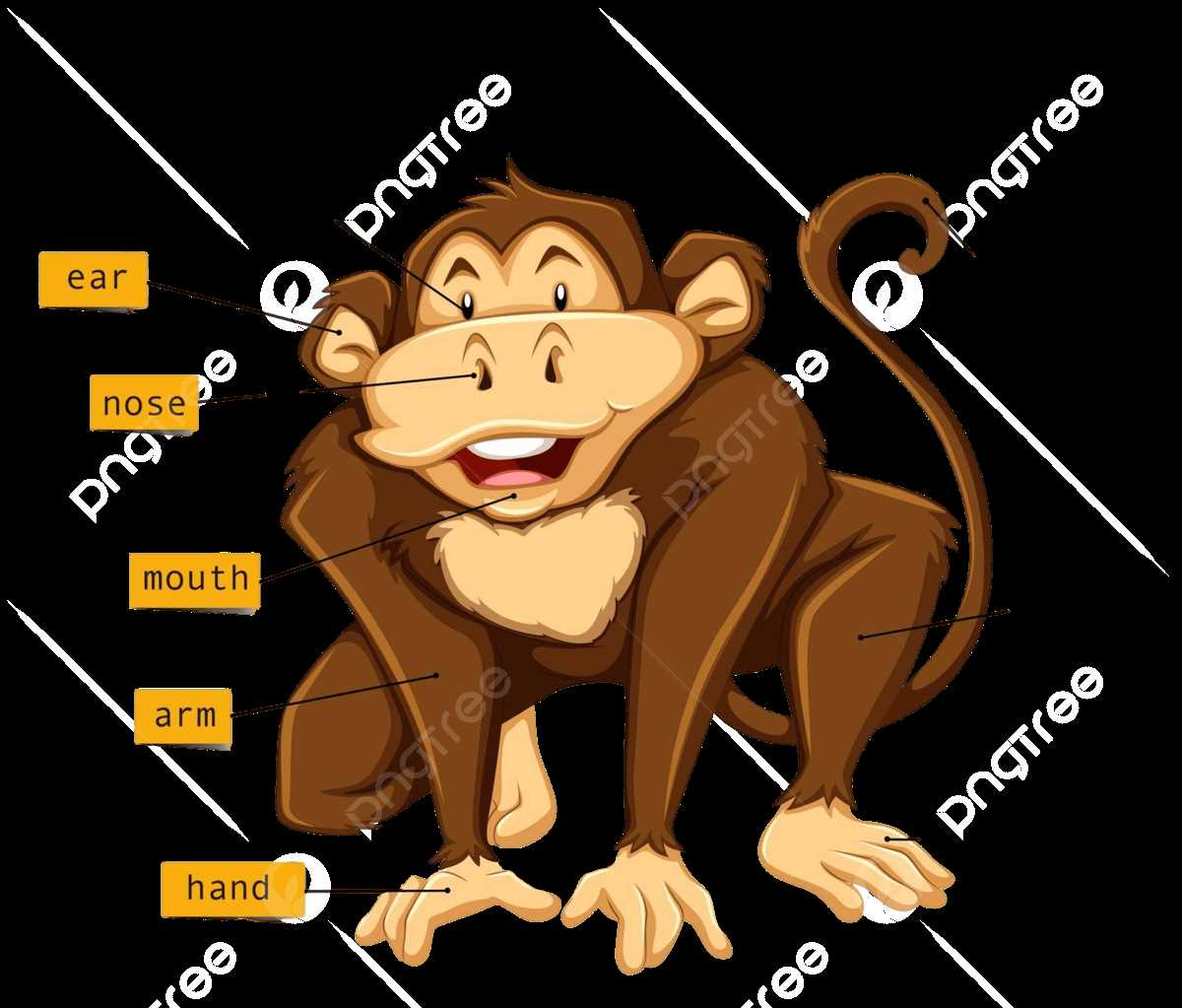 spider monkey body parts diagram