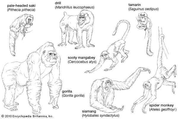 spider monkey body parts diagram