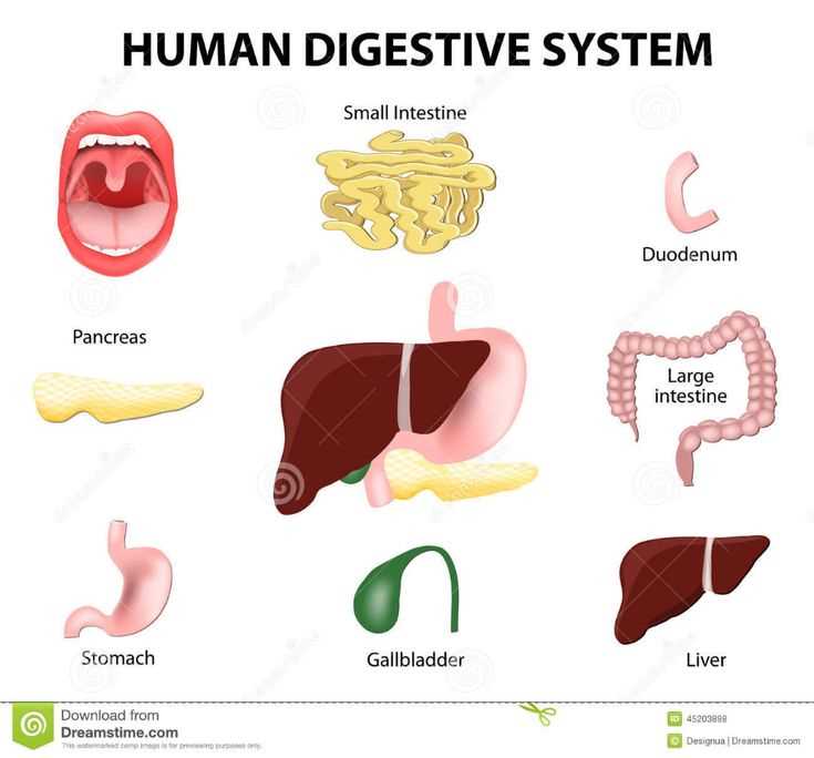 parts of digestive system diagram