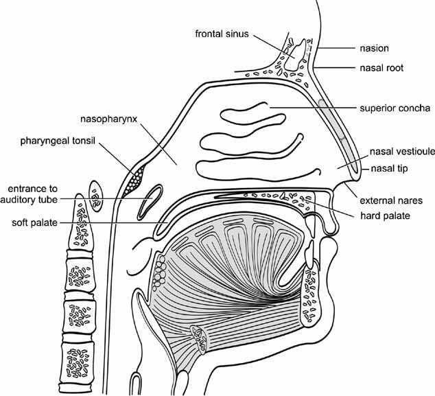 parts of human nose diagram