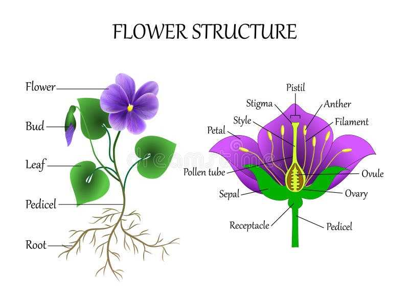 diagram flower parts