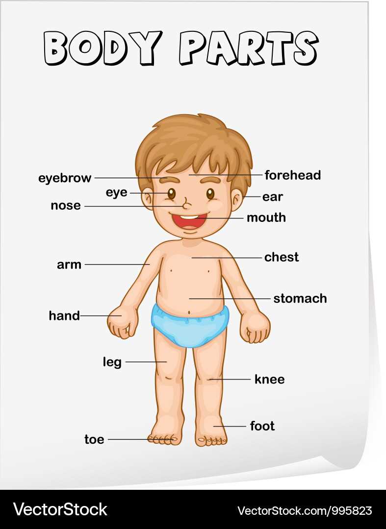 parts of body diagram