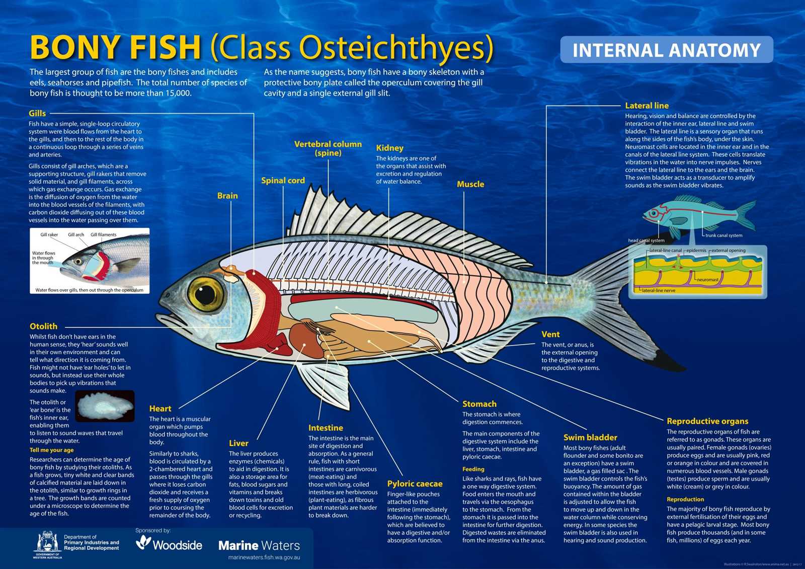 diagram of a fish and its parts