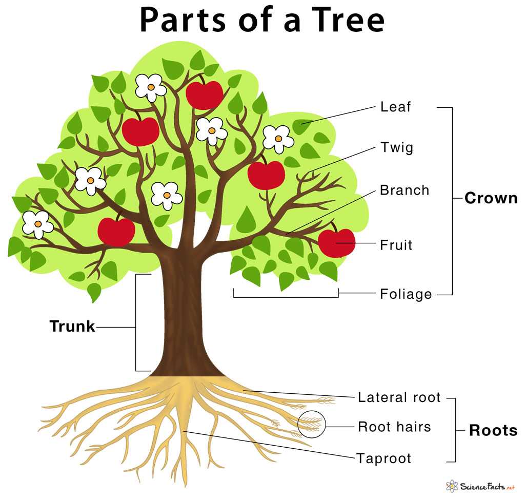 trees and body parts venn diagram