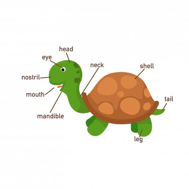 turtle body parts diagram