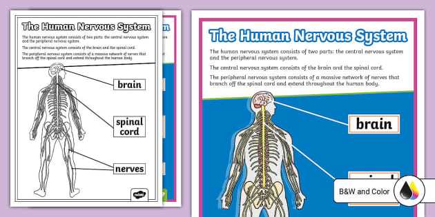 parts of the nervous system diagram