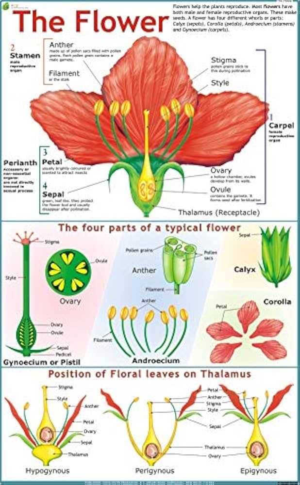 parts of a flower diagram