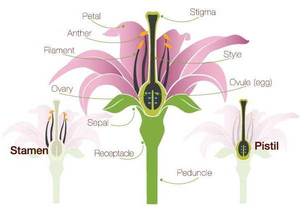 simple parts of a flower diagram