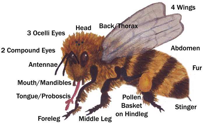 bee body parts diagram