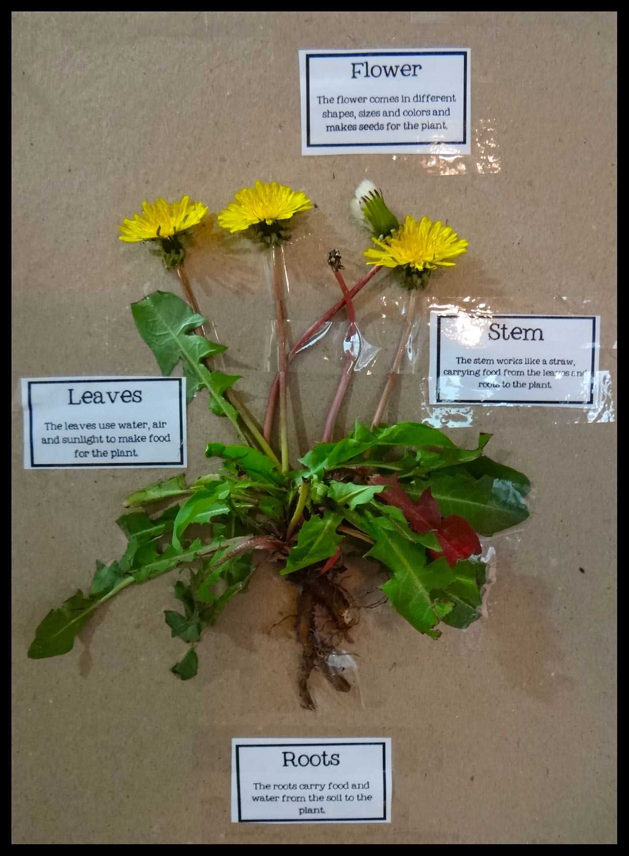 diagram dandelion parts labeled