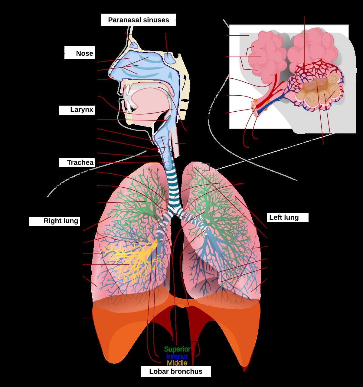 respiratory system parts diagram