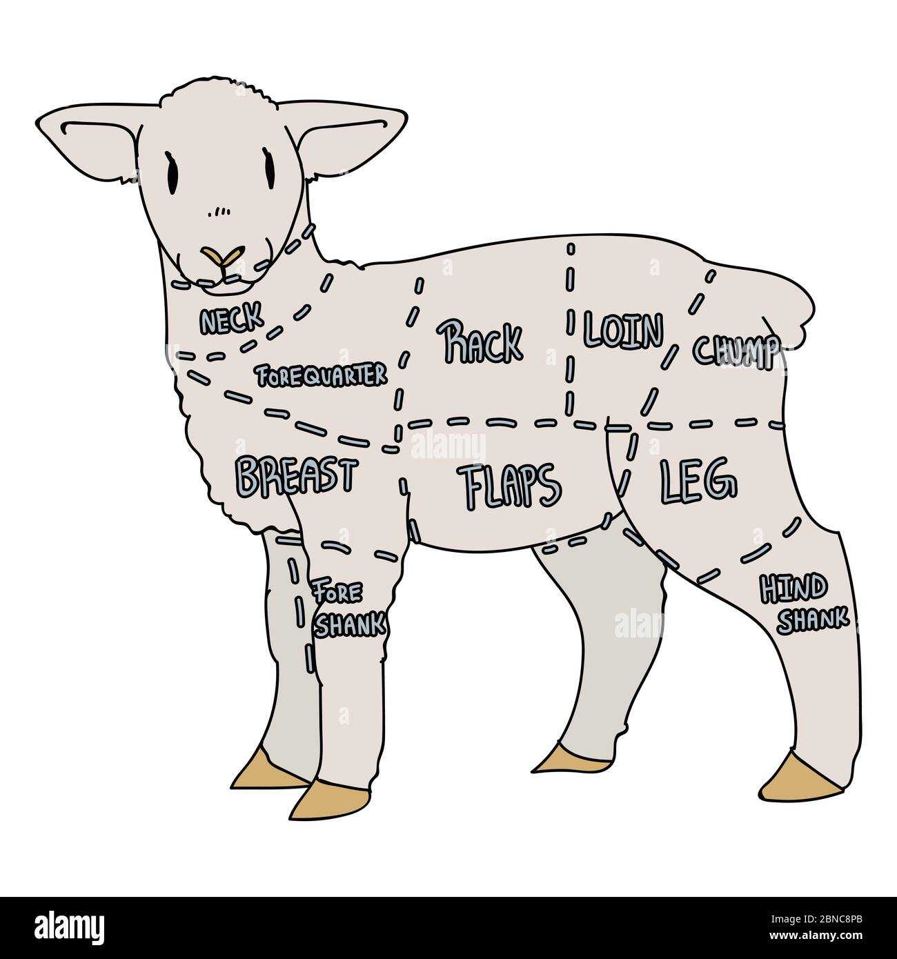 lamb body parts diagram