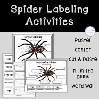 spider body parts diagram for kindergarten