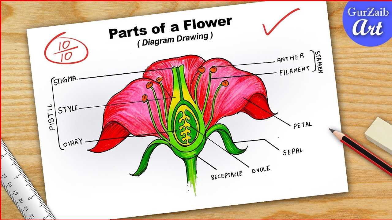 parts of a flower diagram