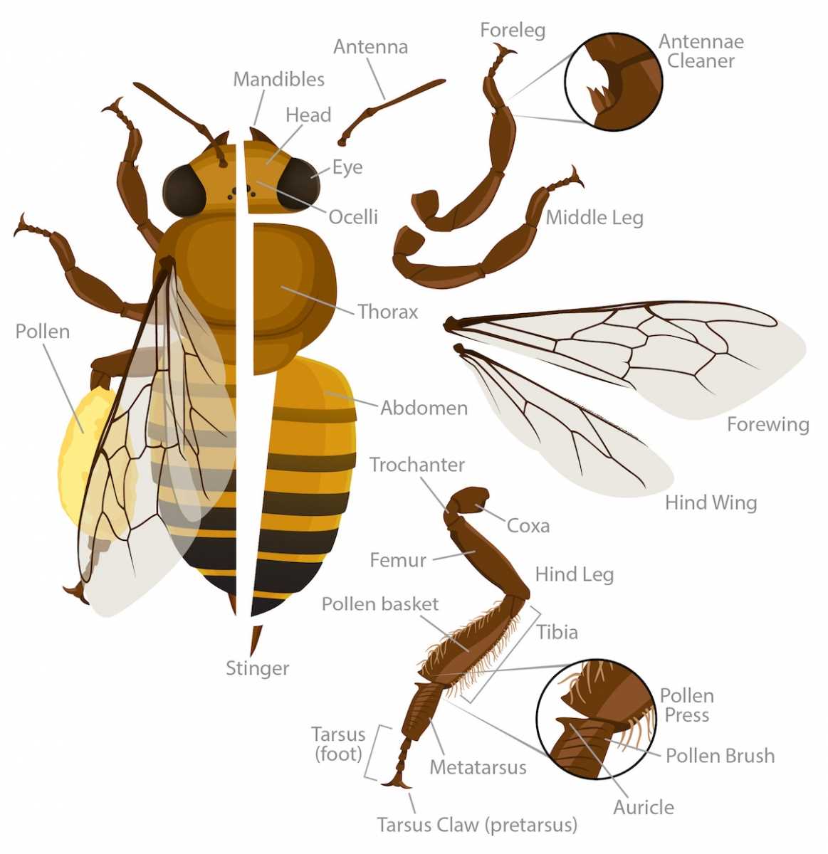 honey bee mouth parts diagram