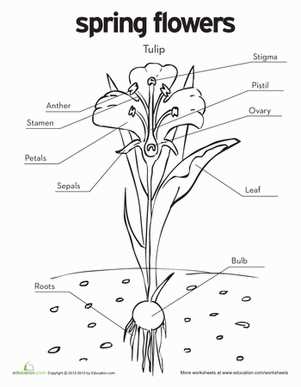 tulip flower parts diagram