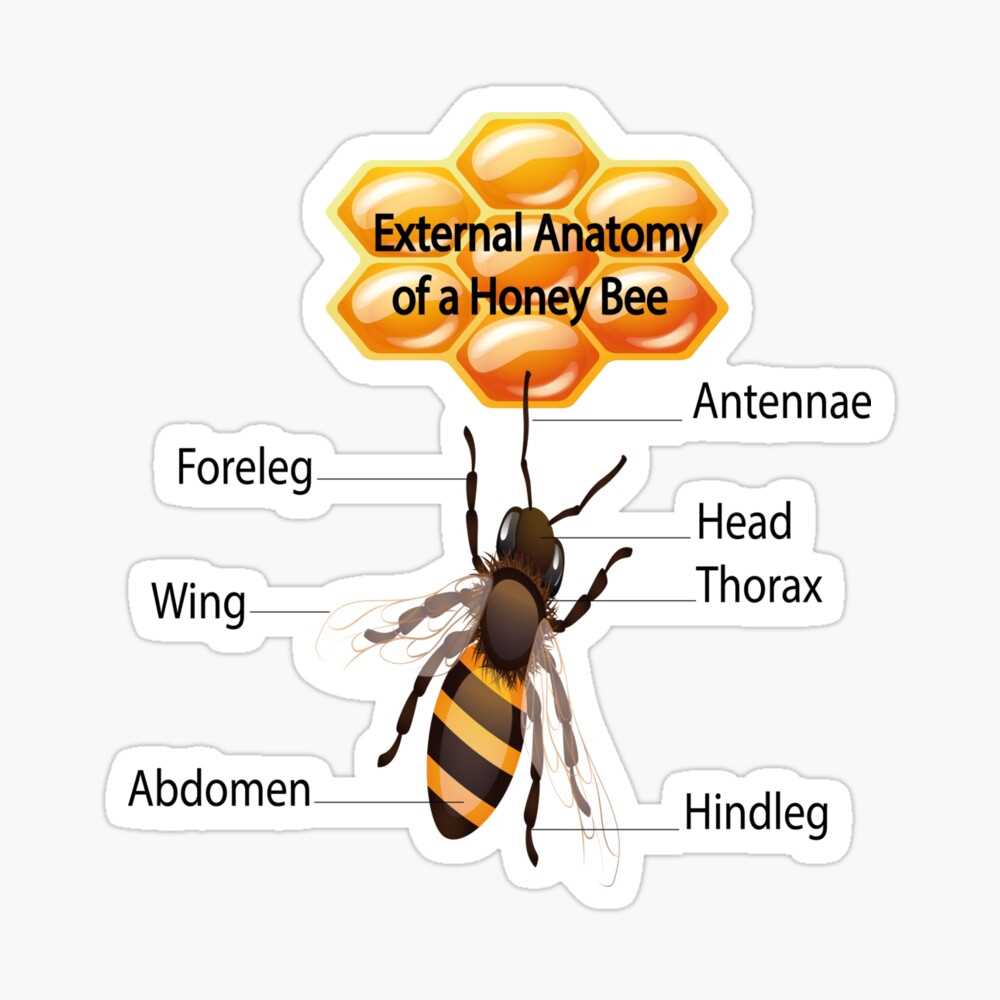 bee body parts diagram