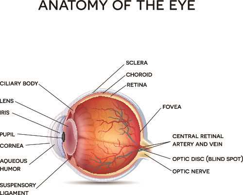 diagram of the parts of the eye