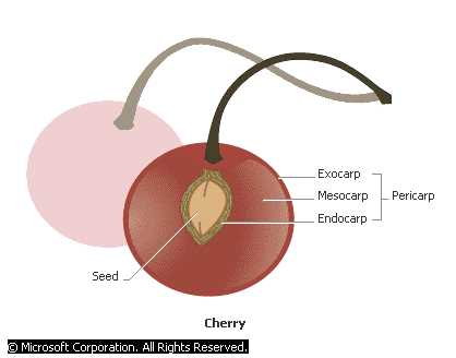 diagram parts of a seed