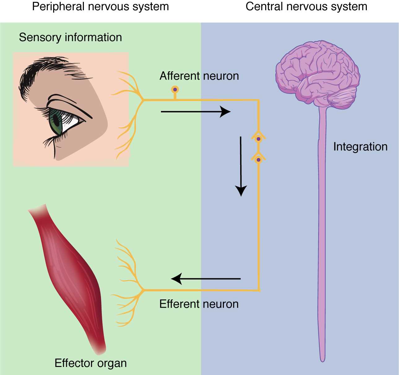 parts of the nervous system diagram