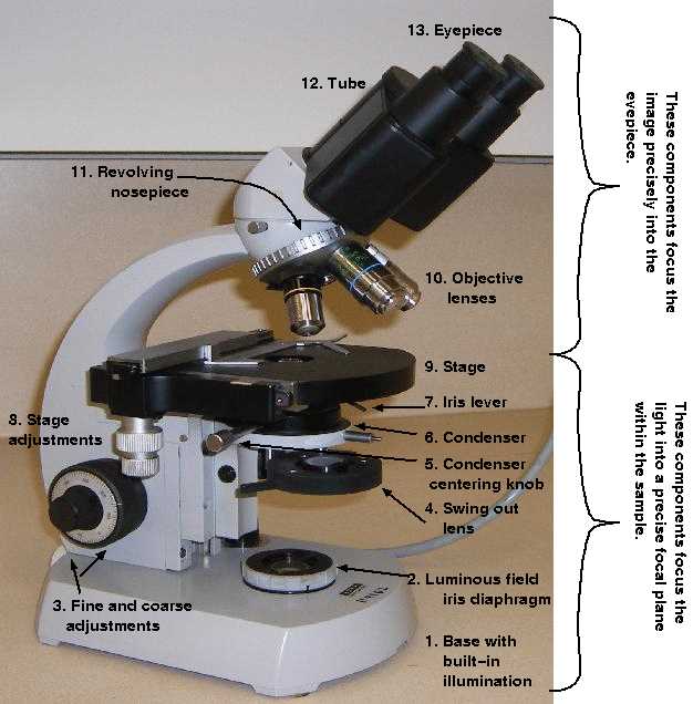 parts of a microscope diagram