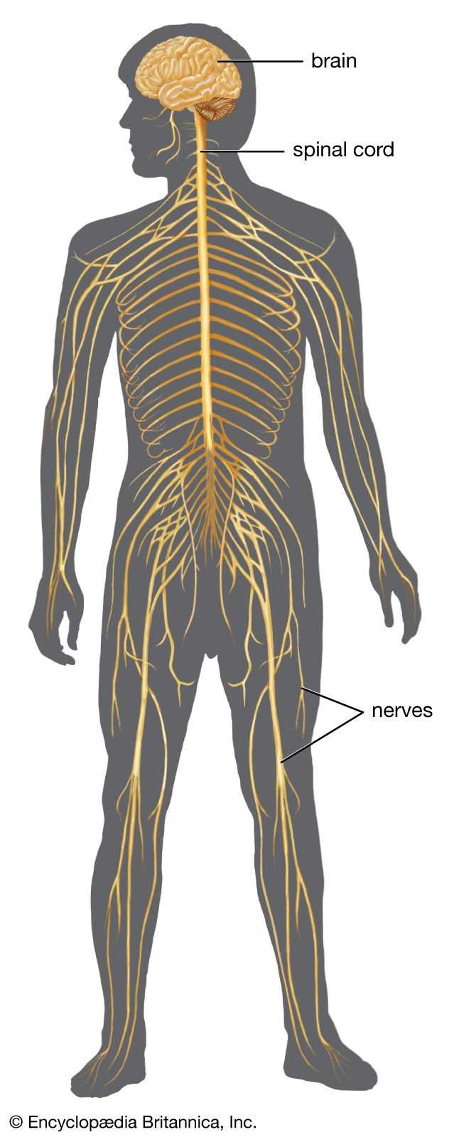 nervous system parts diagram