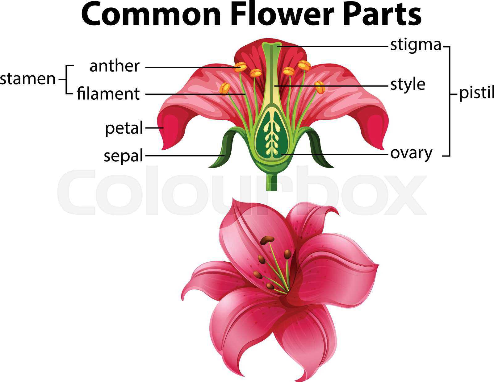 parts of a lily flower diagram