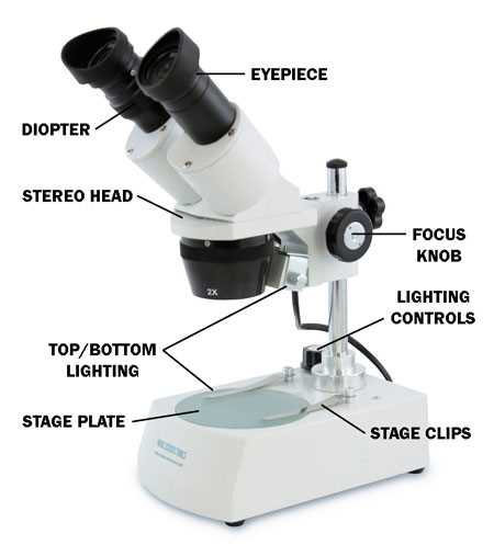 parts of a microscope diagram