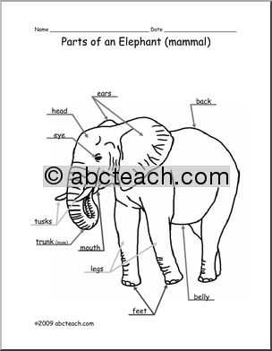 elephant body parts diagram