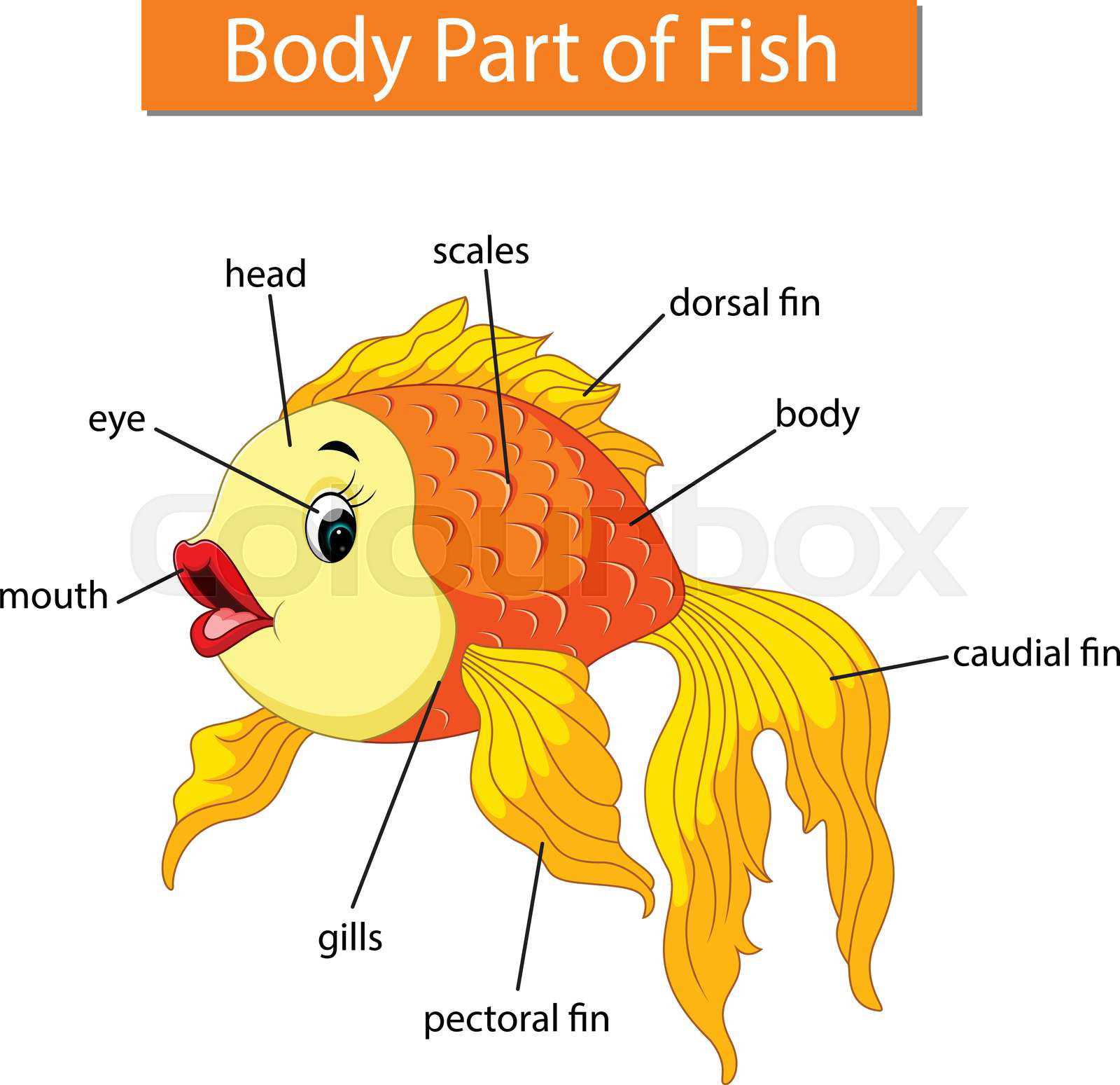 diagram of a fish and its parts