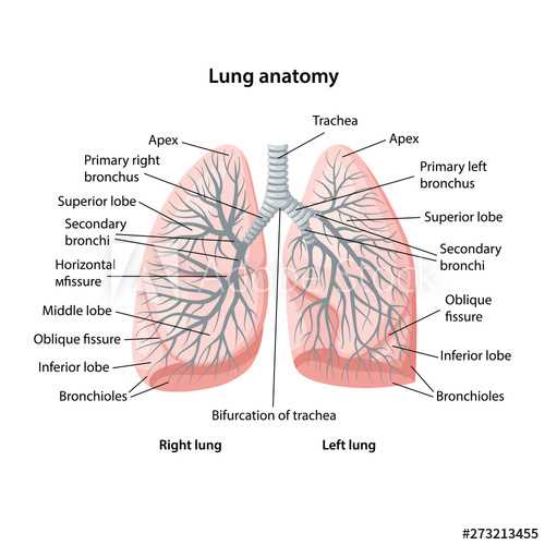 lung parts diagram