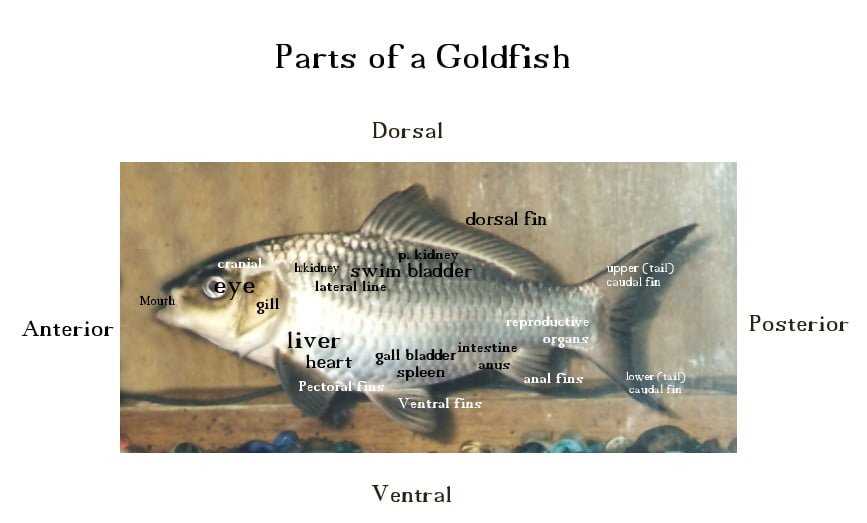 diagram of a fish and its parts