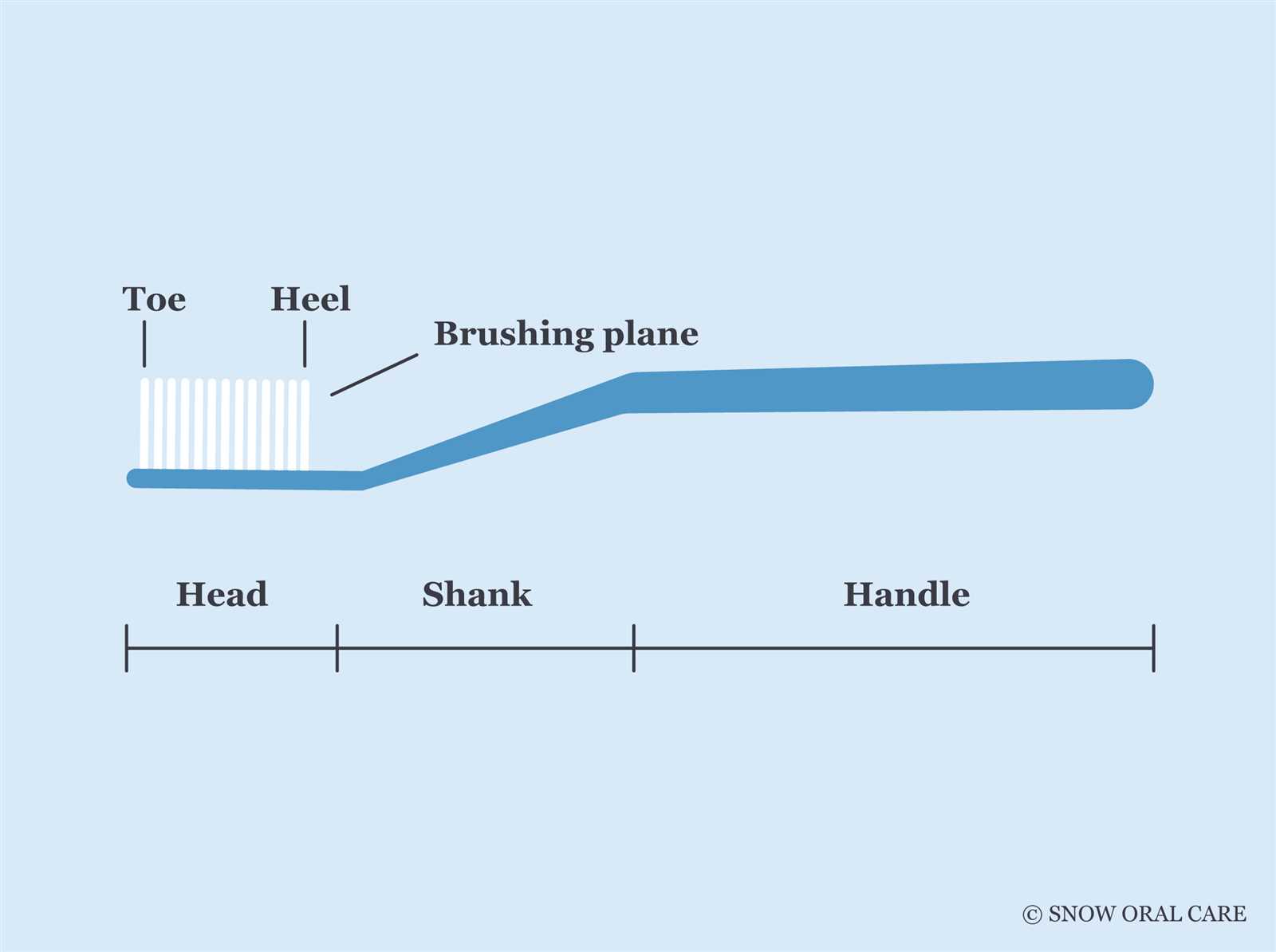 parts of a toothbrush diagram